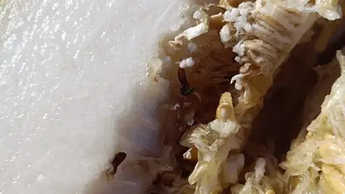 Опасную дынную муху впервые обнаружили на оптовом рынке Красноярска