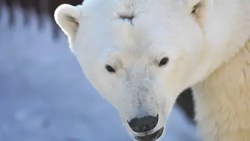 В Новосибирском зоопарке объяснили, куда «пропали» белые медведи Норди и Шайна