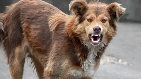 Узаконить эвтаназию бездомных собак предложили в Заксобрании Красноярского края