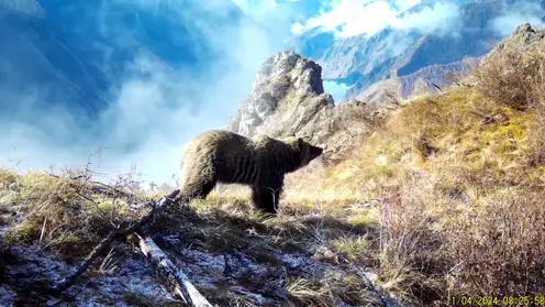 Медведи проснулись на юге Красноярского края