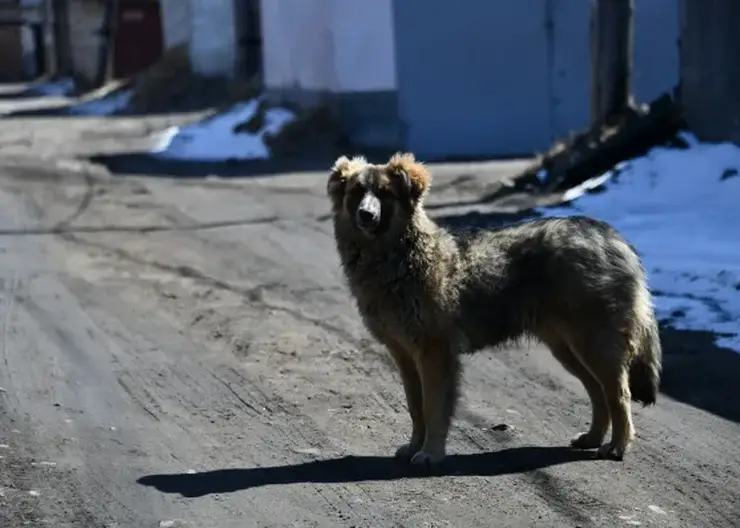 Более четырех тысяч жителей Красноярского края обратились к врачам с жалобами на укусы собак в 2023 году
