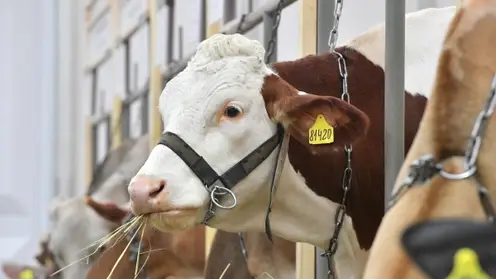 В Приангарье смогли остановить распространение заразного узелкового дерматита среди коров
